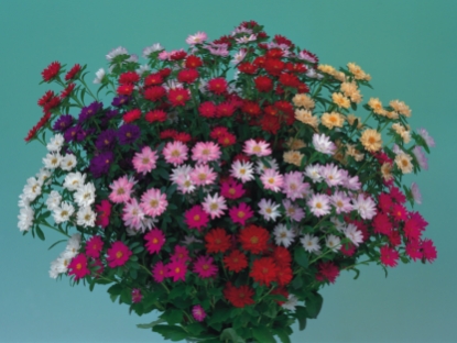 Picture of Aster - Serenade Mixed